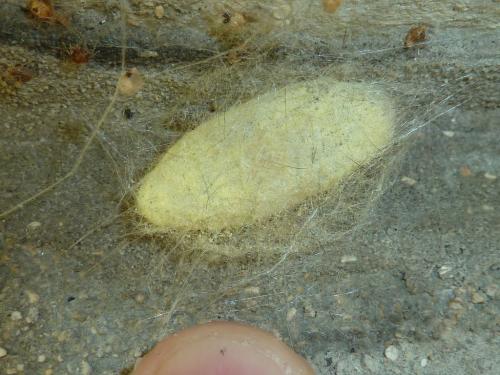 Malacosoma neustria